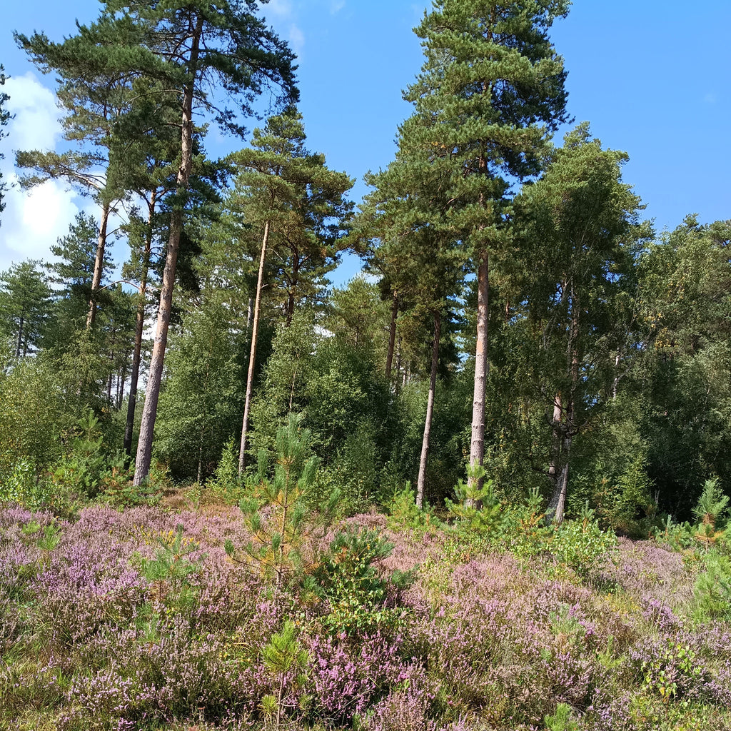 New Forest Heather Honeycomb