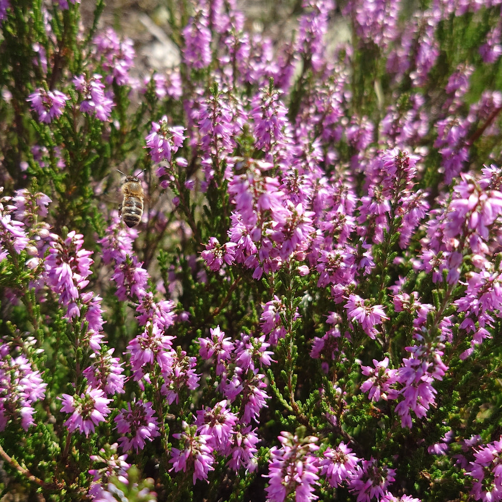 New Forest Heather Honeycomb